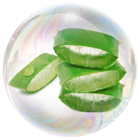 Aloe Vera (Aloe vera)**